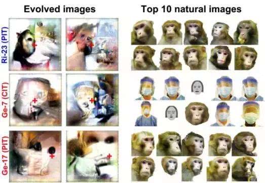 外汇市场的功能：用图像控制猴子大脑，哈佛大学是如何用算法“造梦”的？-区块链315